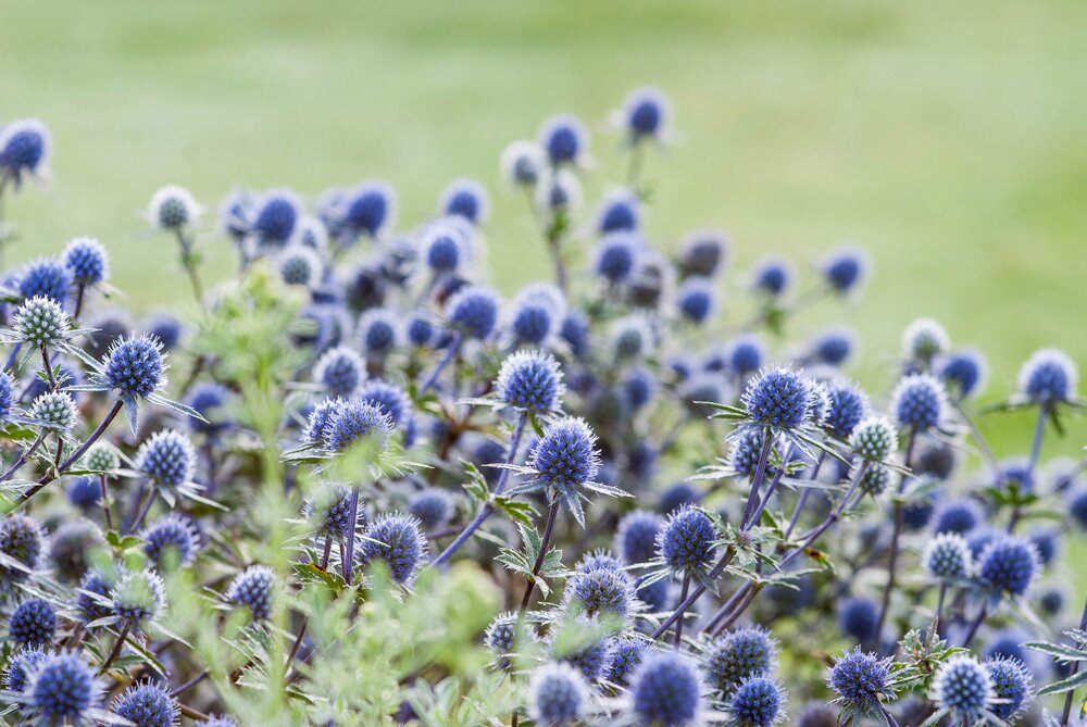 Enrygium Blue Thistles by Heather Edwards web
