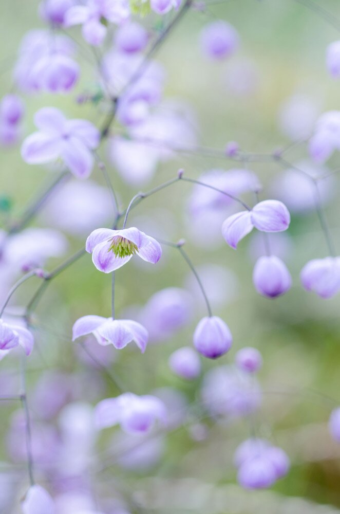 Lilac Meadow Rue by Heather Edwards radiator cabinet