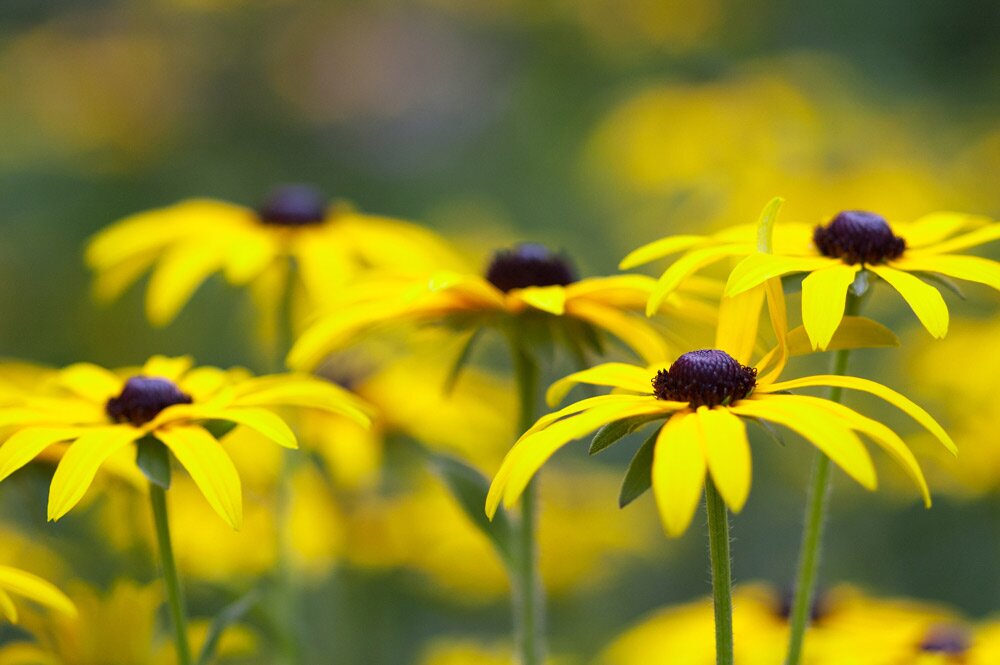 Rudbeckia beautiful yellow flowers radiator covers