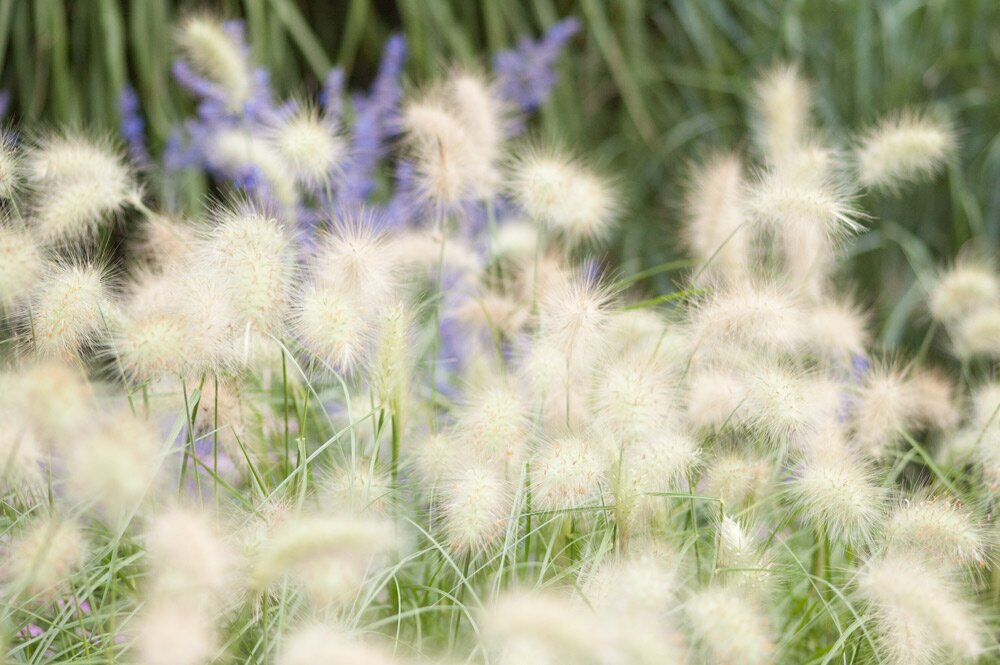 Soft fluffy pennisetum grass by Heather Edwards radiator covers